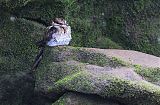 Ladder-tailed Nightjar